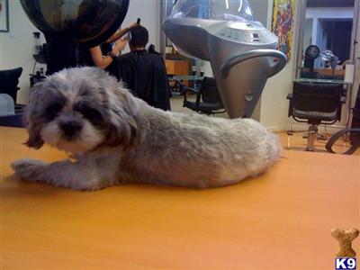 Stud Dogs - Shih Tzu